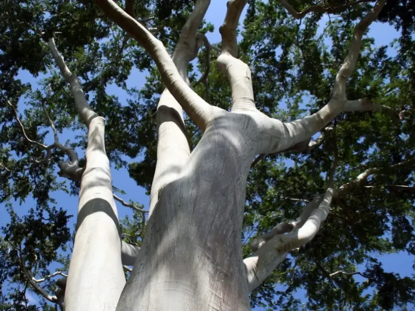 Albizia niopoides