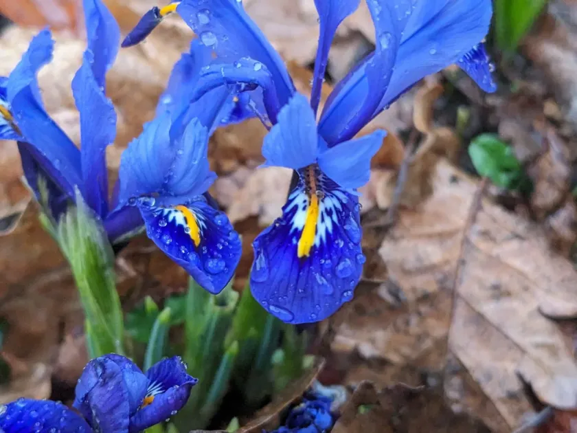 Iris reticulata