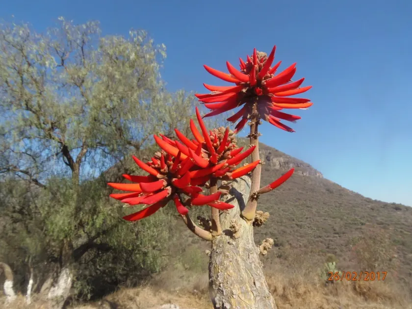 Erythrina folkersii