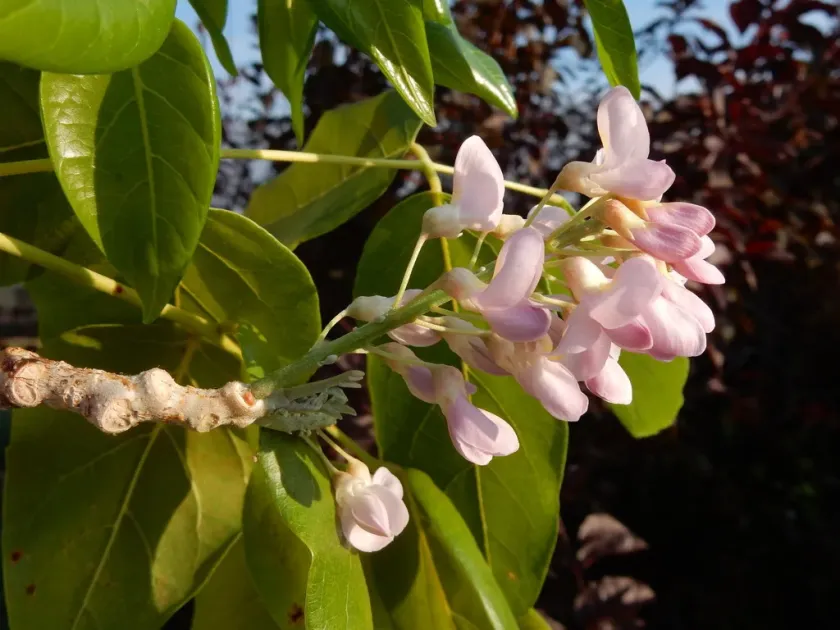 Hebestigma cubense