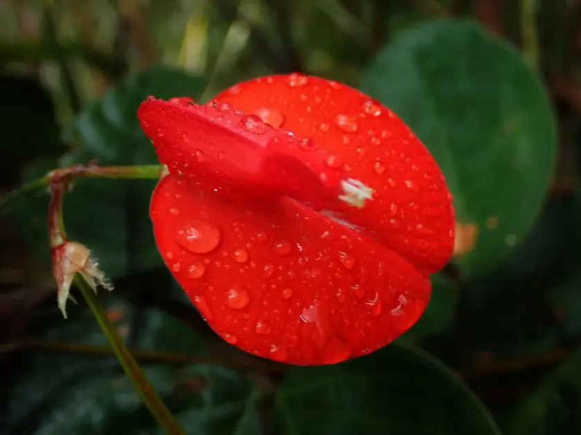 Periandra coccinea