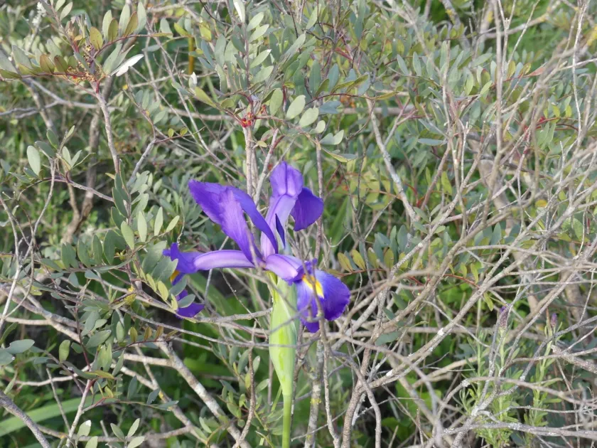 Iris tingitana