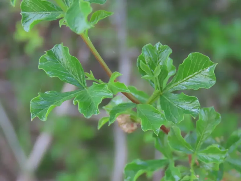 Searsia burchellii