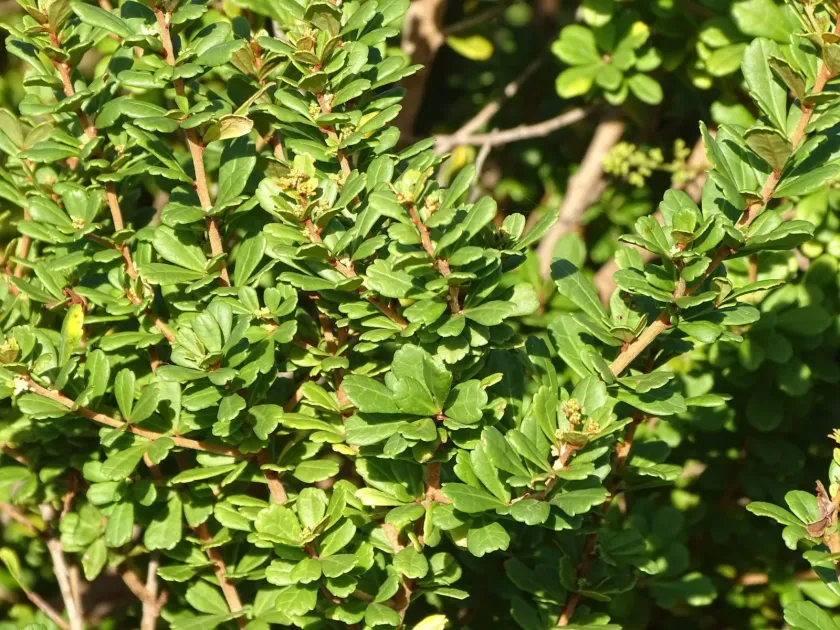 Searsia crenata
