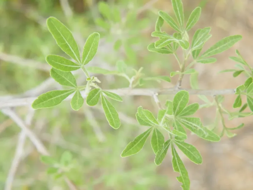 Searsia engleri