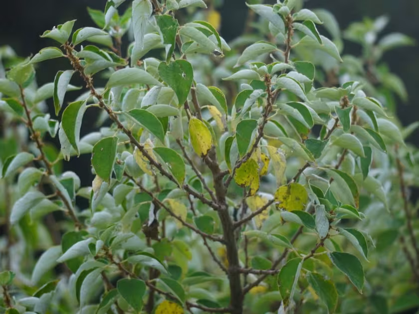 Pouzolzia mixta