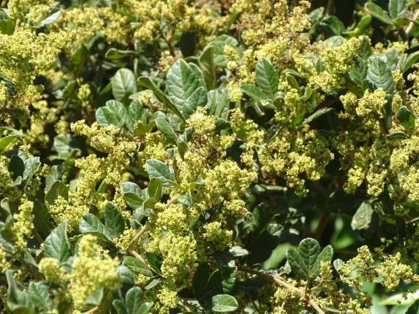 Searsia rehmanniana