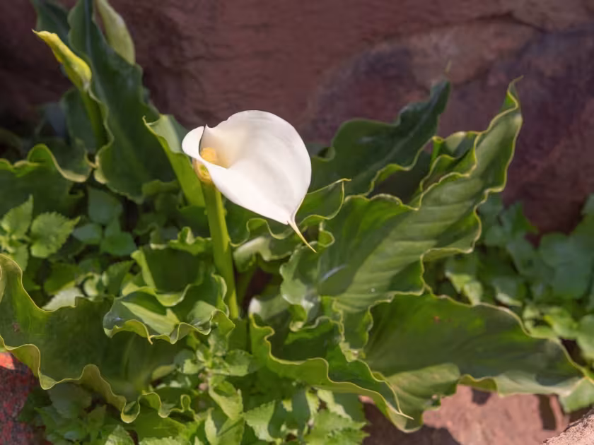 Zantedeschia odorata