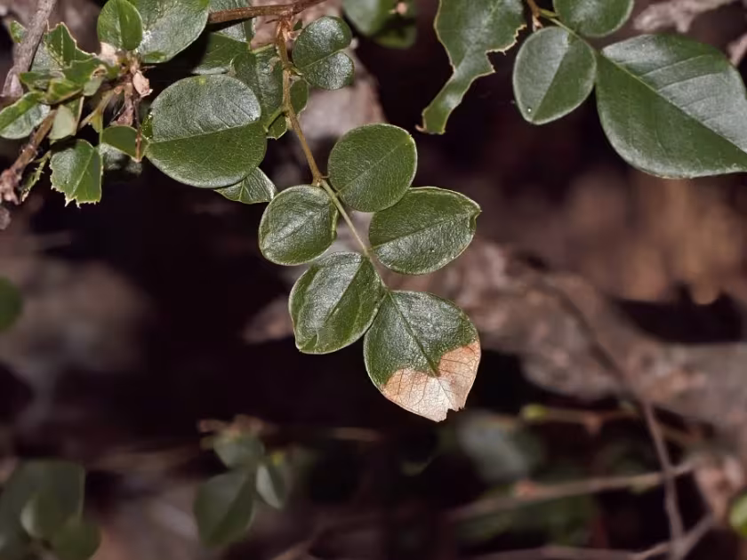 Pterocarpus lucens