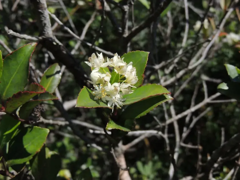 Pseudoscolopia polyantha