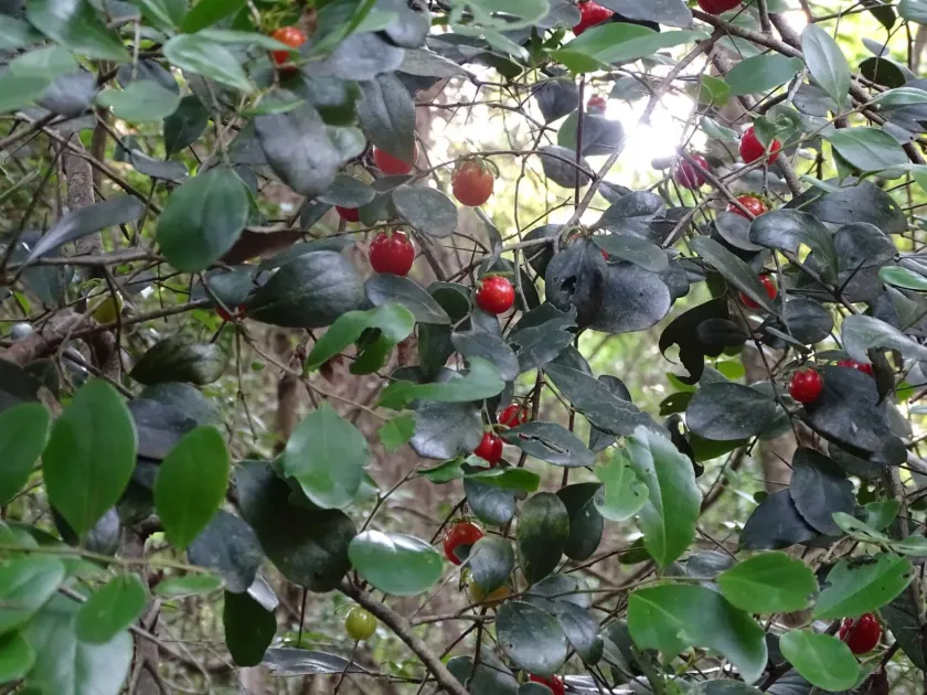 Dovyalis longispina