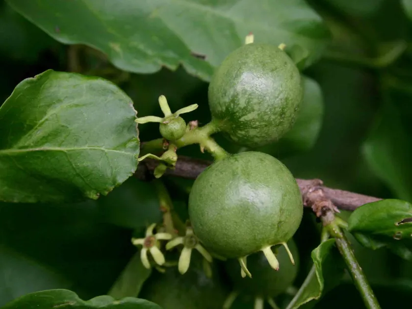 Vangueria randii