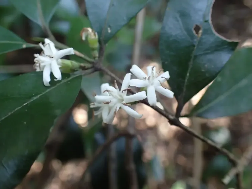 Tricalysia capensis