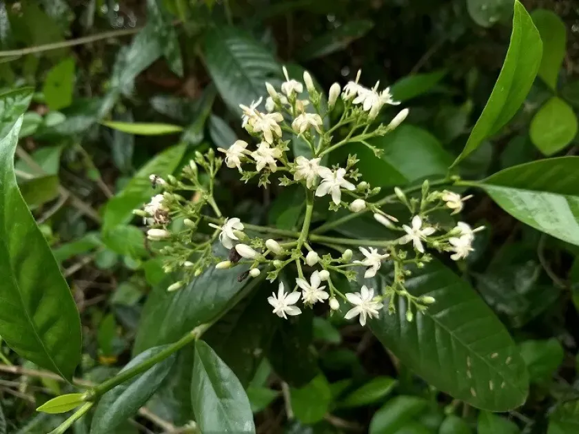 Tarenna supra-axillaris