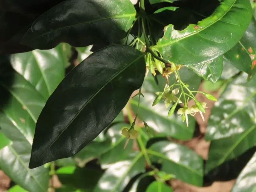 Kraussia floribunda