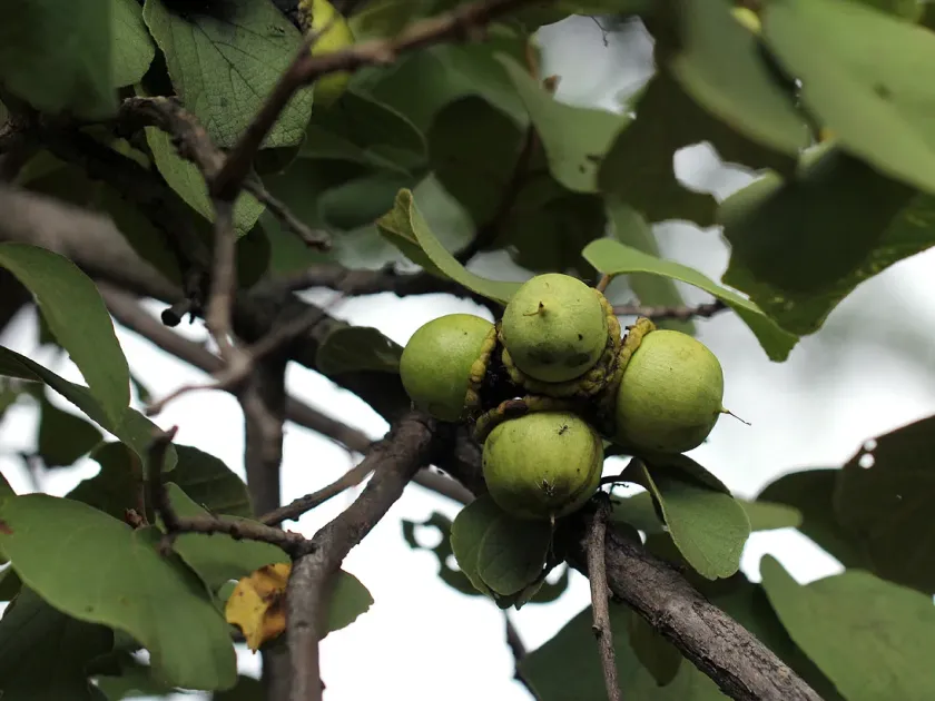 Cordia grandicalyx
