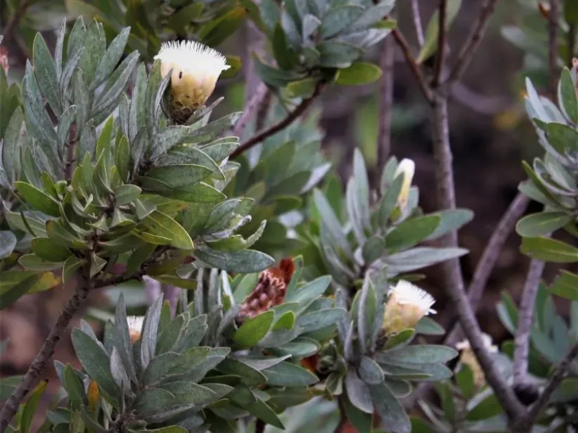 Protea subvestita