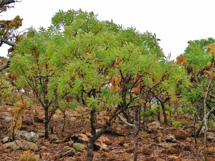 Protea petiolaris