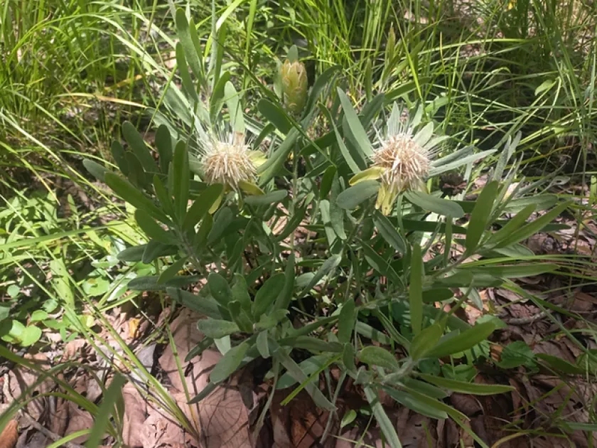 Angola sugarbush