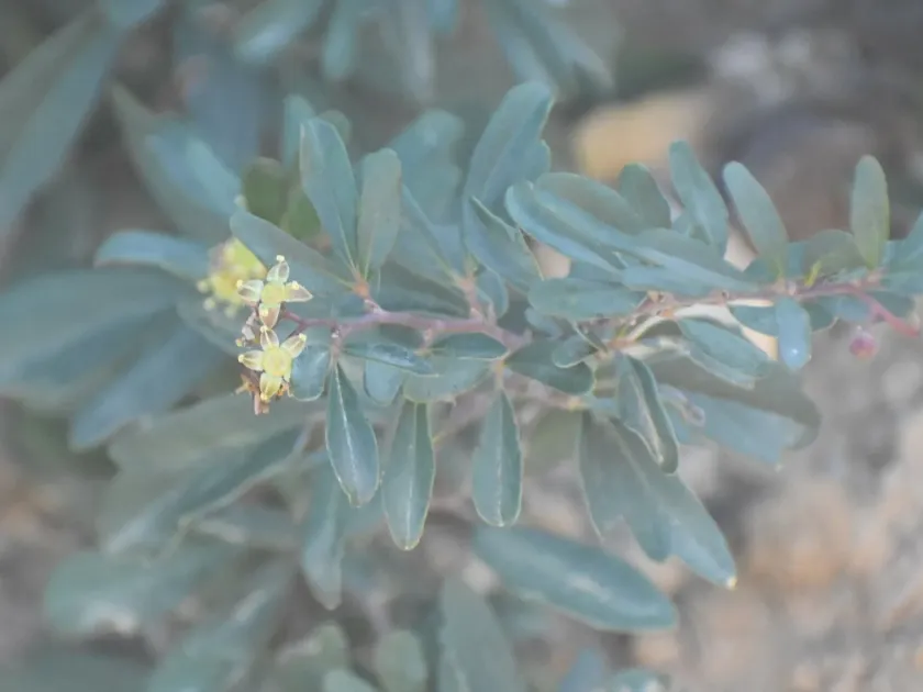Boscia oleoides