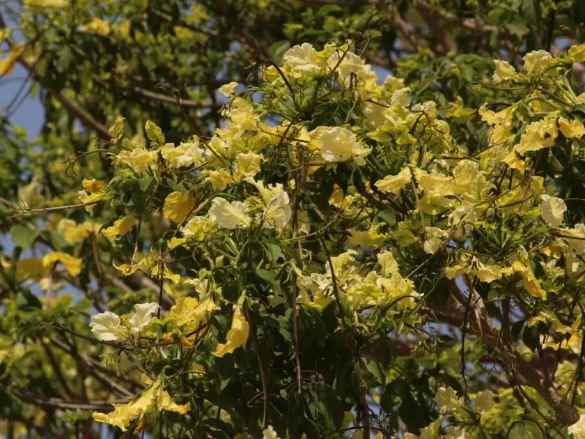 Crateva kirkii