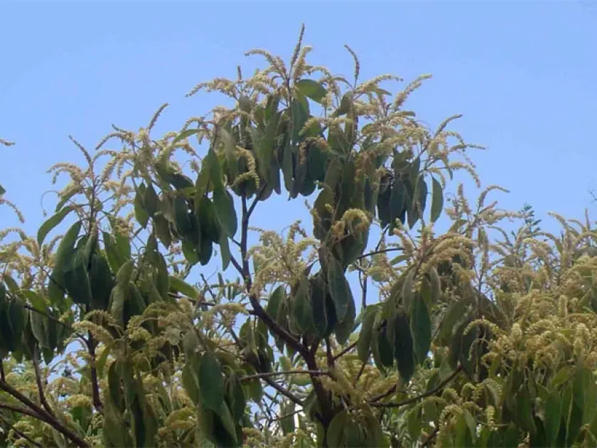 Terminalia gazensis