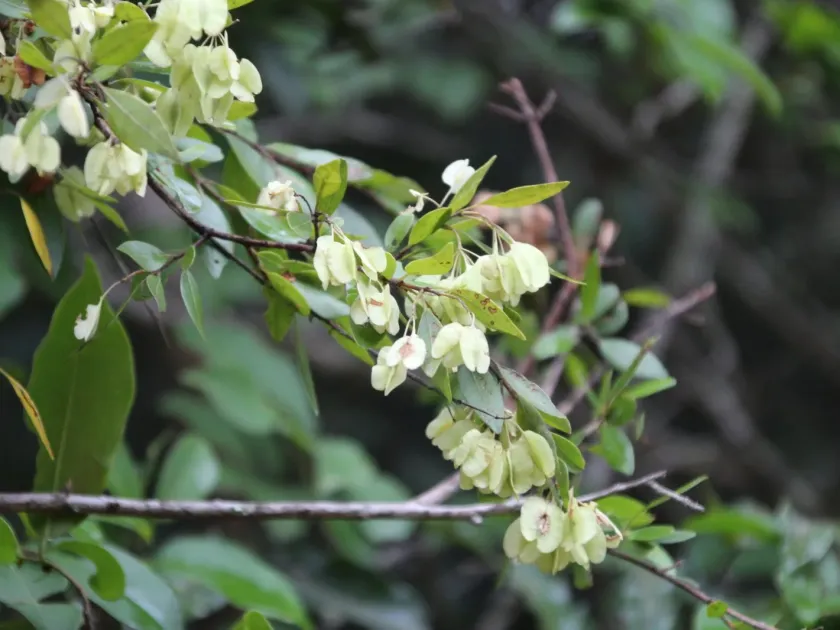 Terminalia myrtifolia