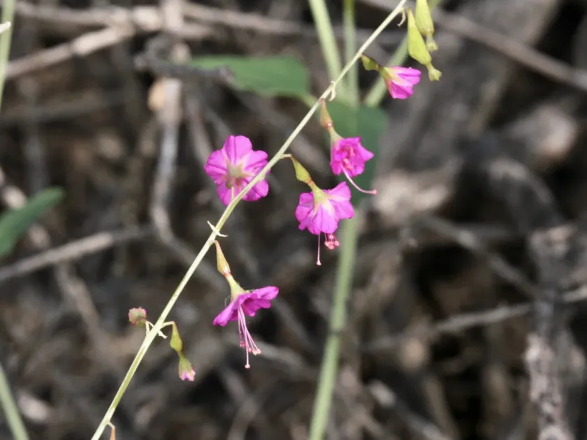 Cyphomeris gypsophiloides