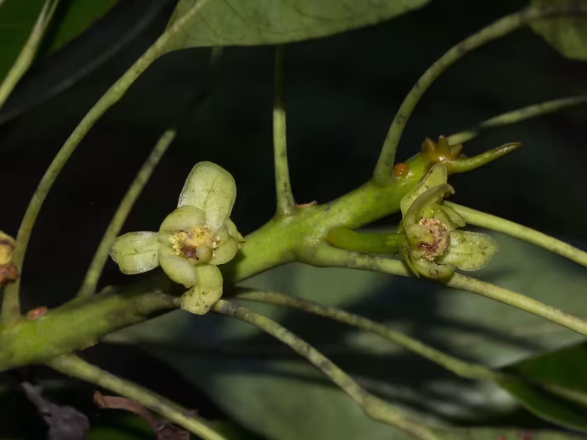 Uapaca nitida