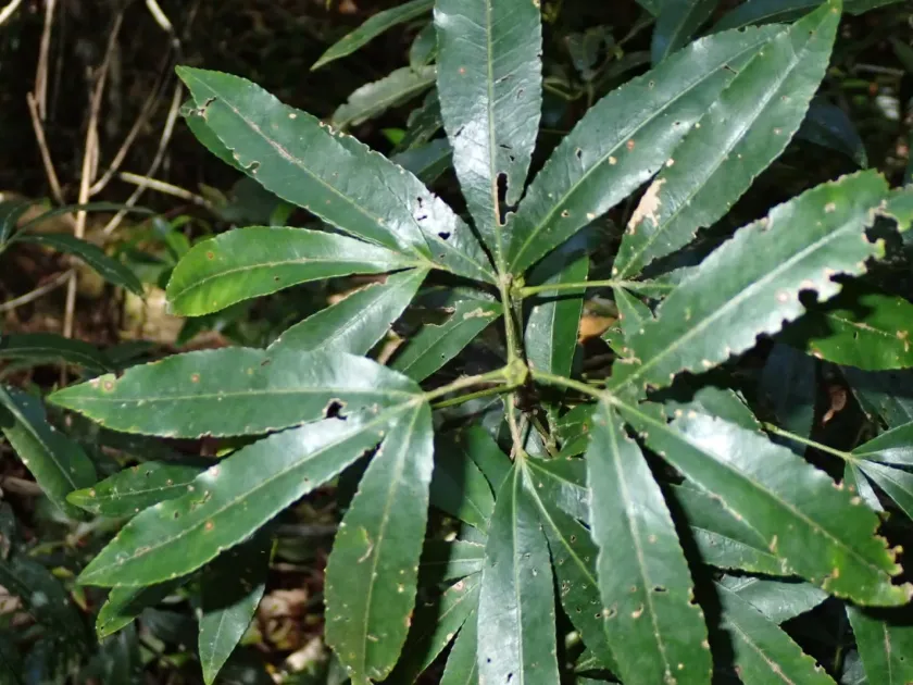 Platylophus trifoliatus