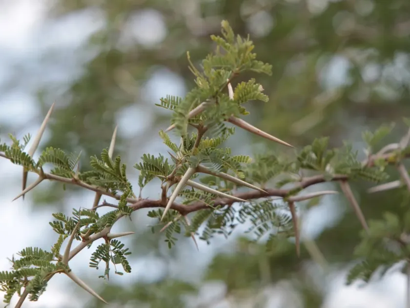 Vachellia grandicornuta