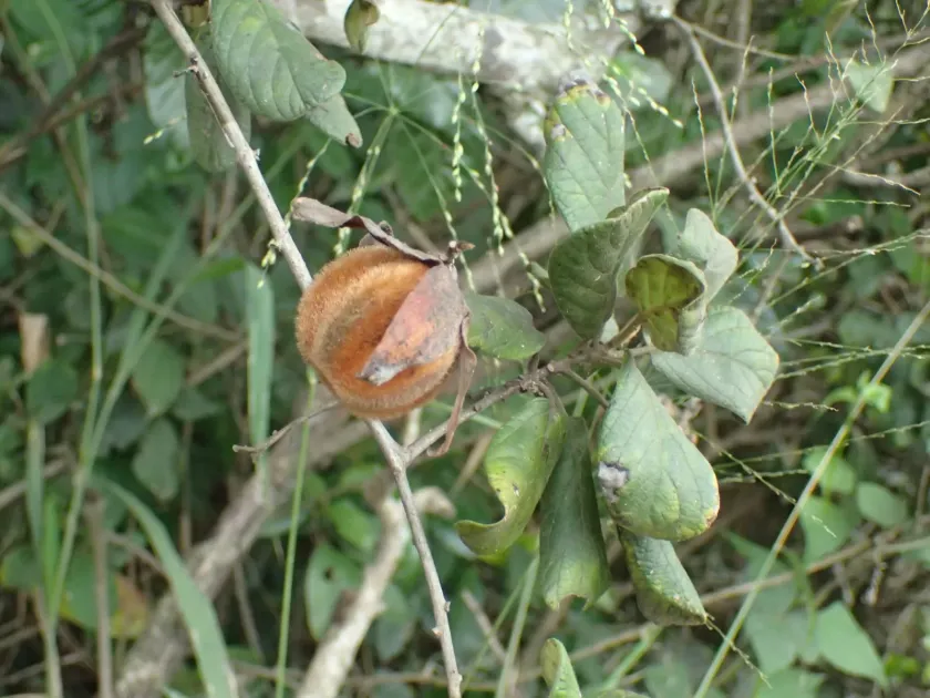 Hairy persimmon