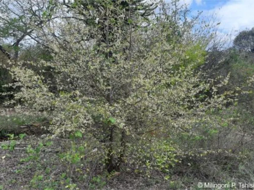 Brackenridgea zanguebarica