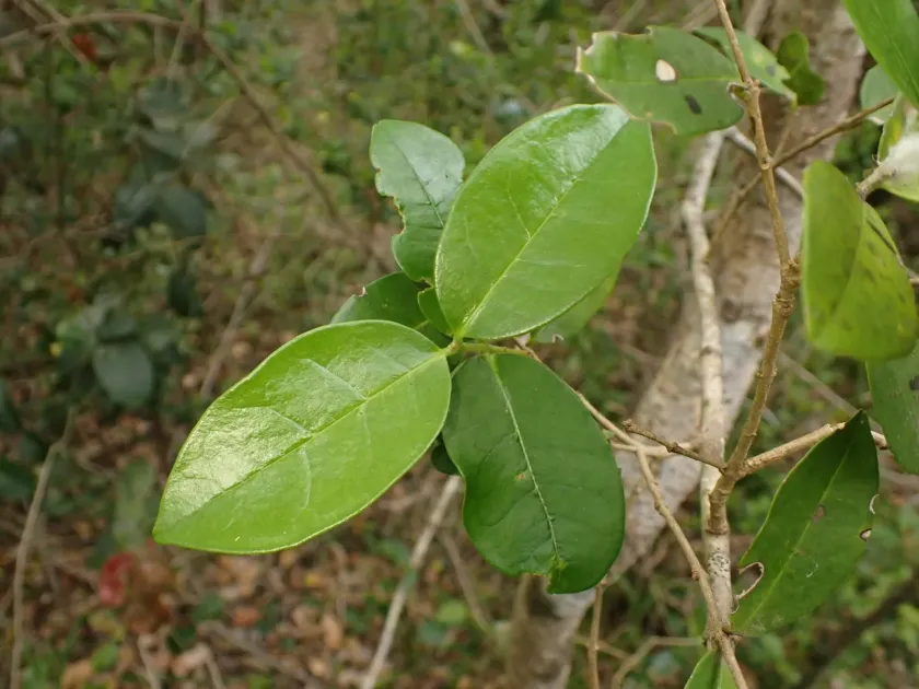 Noronhia foveolata
