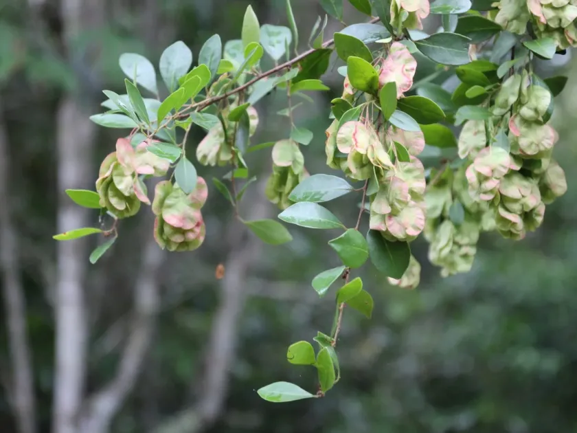 Hymenocardia ulmoides