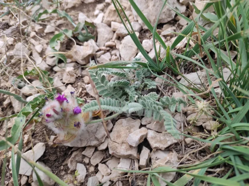 Astragalus lineatus