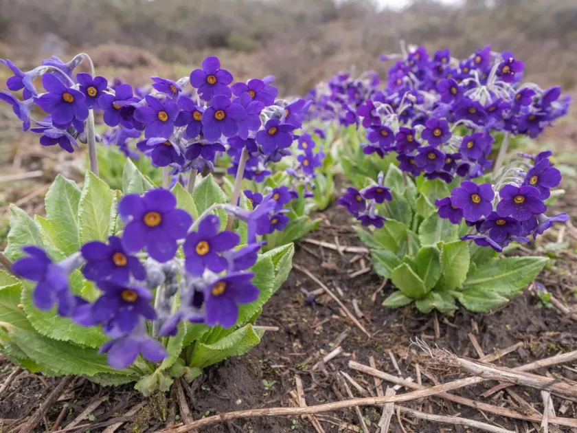 Calder's Primrose