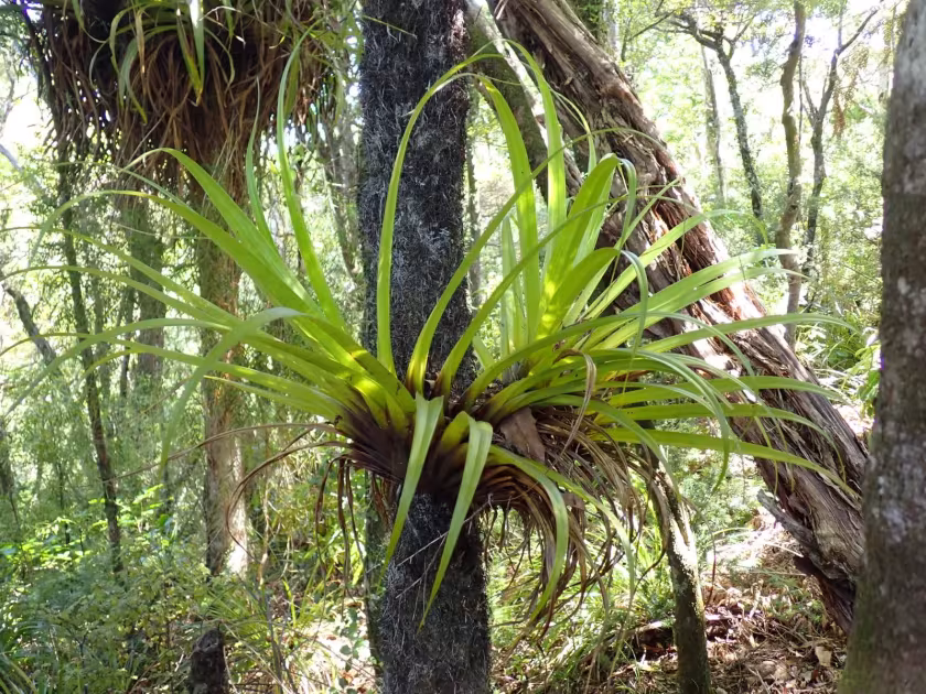 Collospermum hastatum