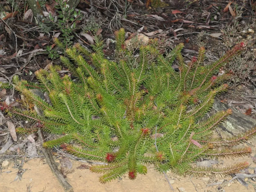 Persoonia chamaepitys