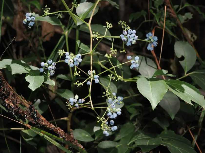 Polyscias sambucifolia