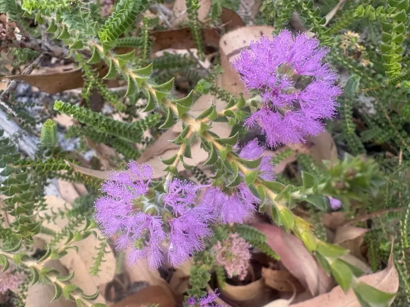 Melaleuca crossota