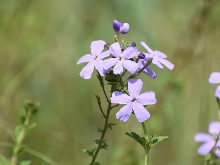 Jamesbrittenia grandiflora