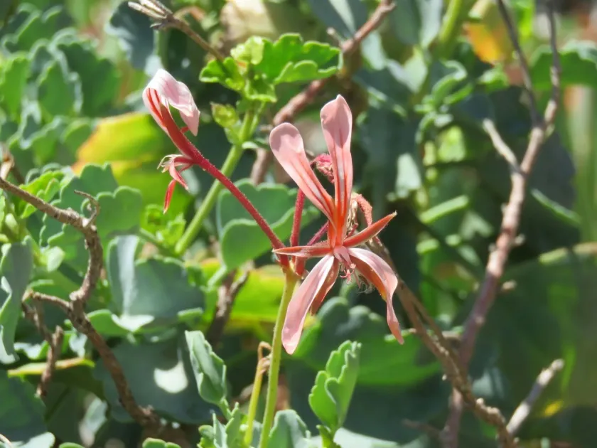 Pelargonium acetosum