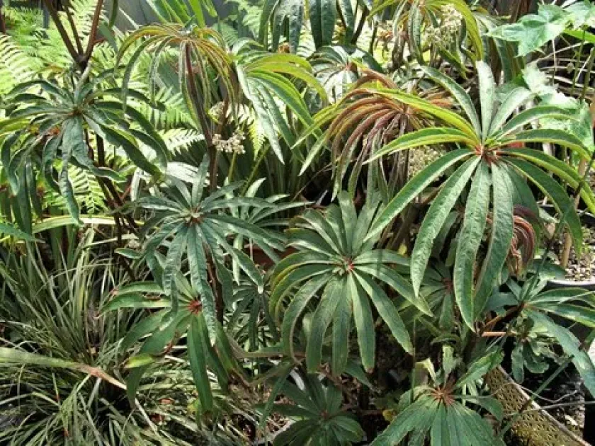 Palm-leaf begonia