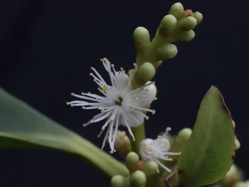 Symplocos cochinchinensis