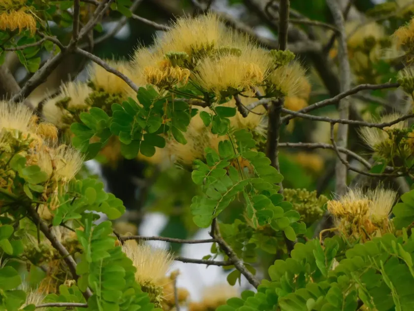 Albizia guachapele