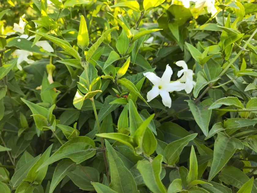 Common Jasmine