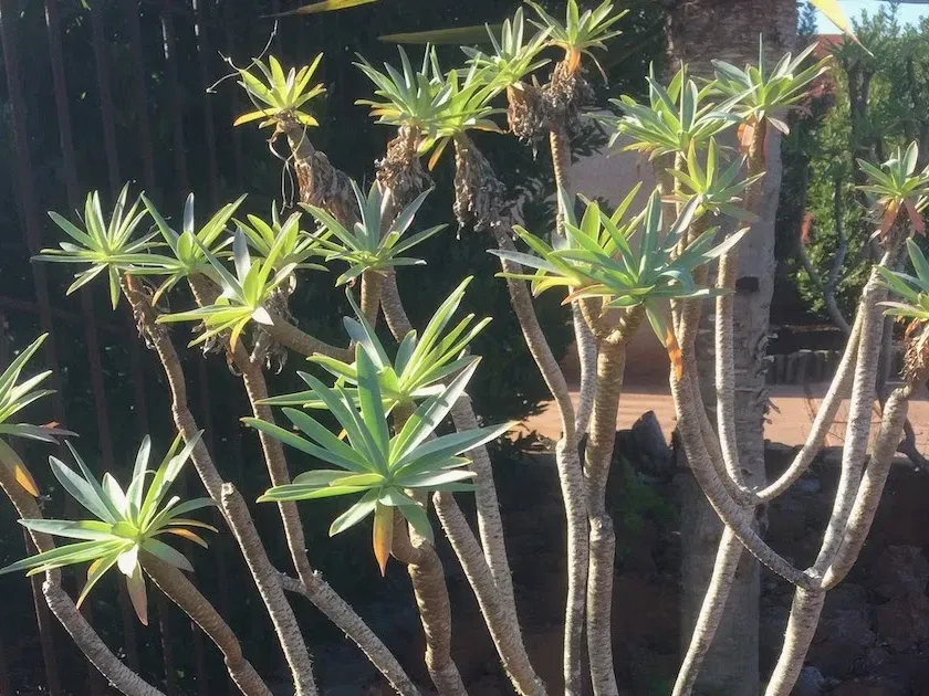 Euphorbia bravoana