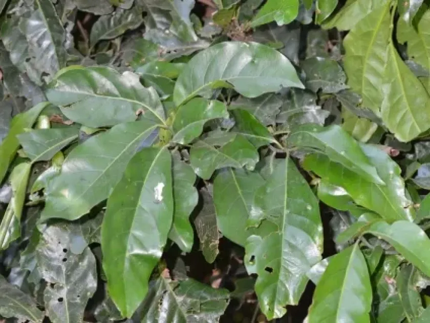 Beilschmiedia mannii