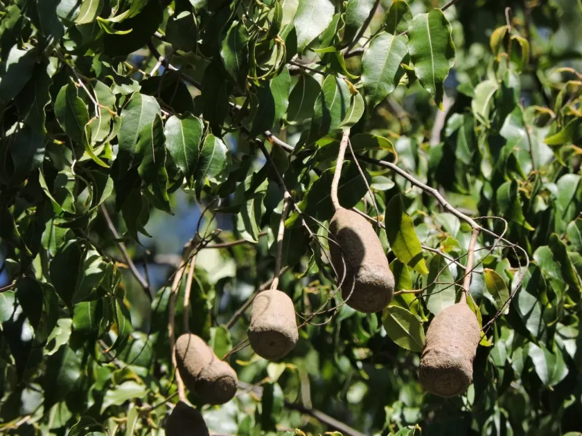 Cariniana legalis